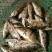 鳜鱼苗，桂花鱼苗，改良品种，水质要求低提供养殖技术支持