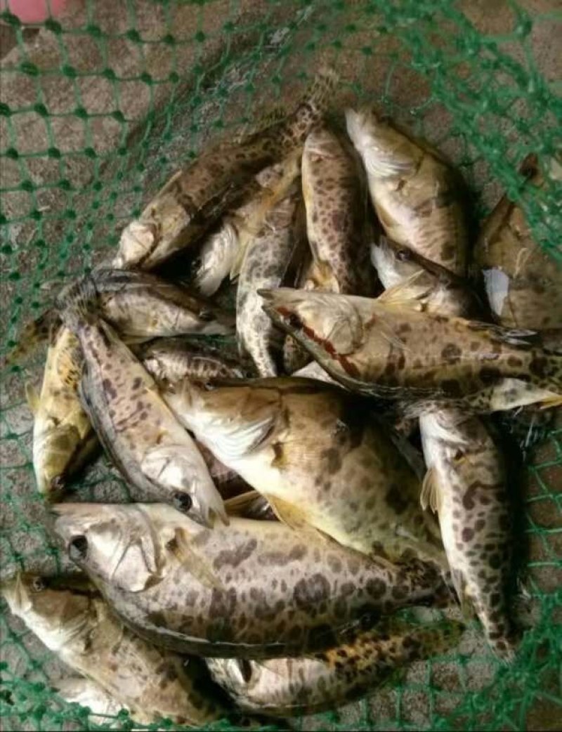 鳜鱼苗，桂花鱼苗，改良品种，水质要求低提供养殖技术支持