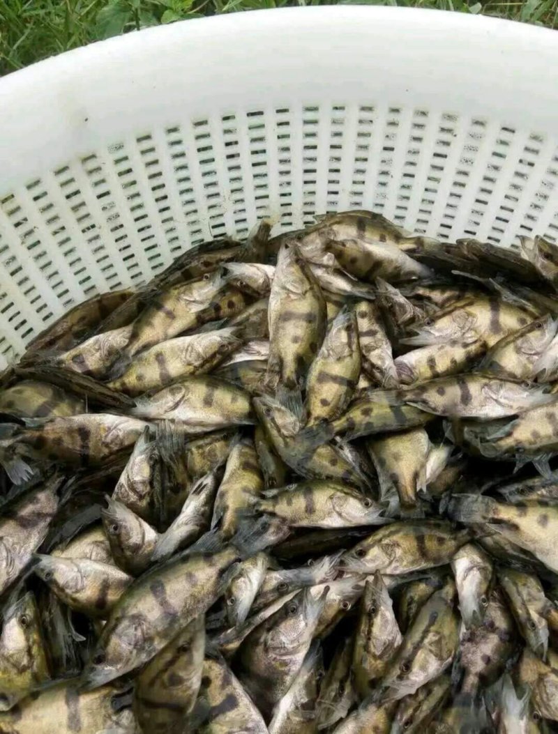 鳜鱼苗，桂花鱼苗，改良品种，水质要求低提供养殖技术支持