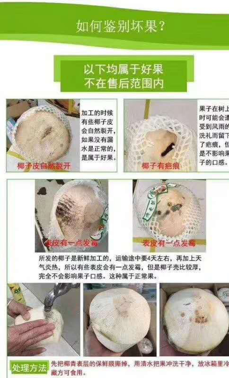 海南文昌椰子可以视频看货，原产地供应，一件代发