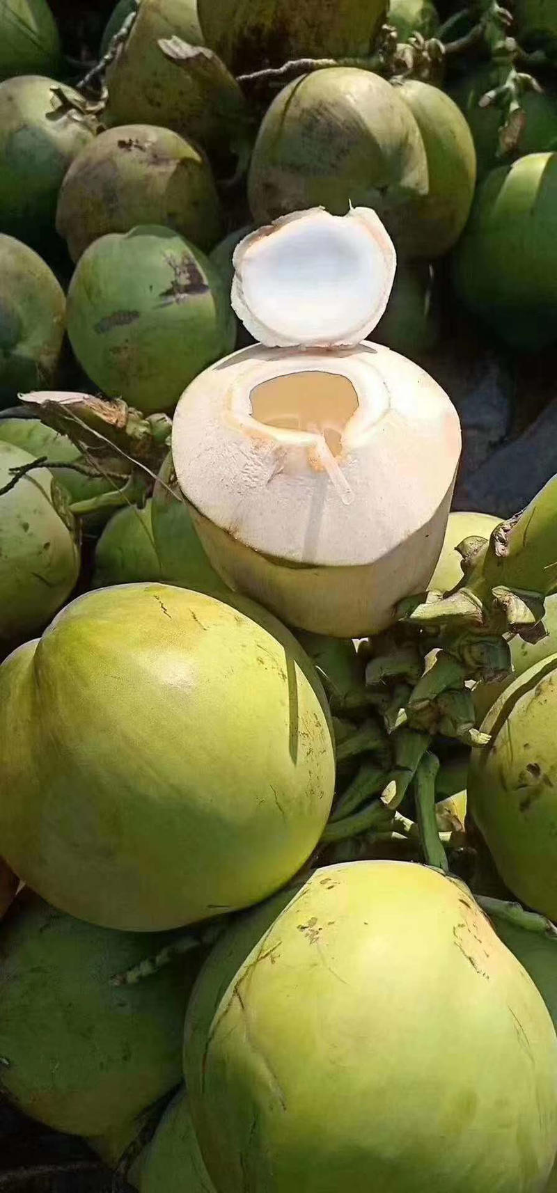 海南文昌椰子可以视频看货，原产地供应，一件代发