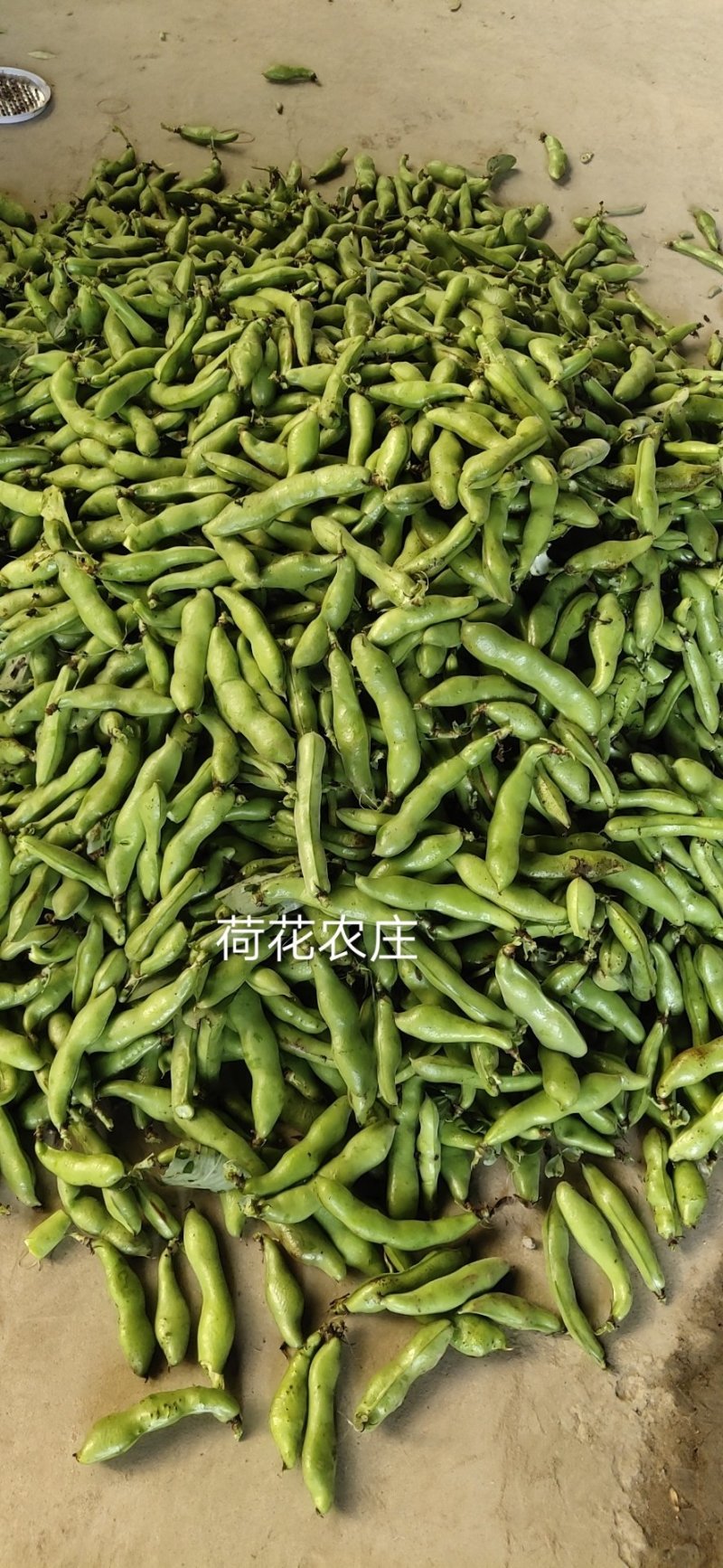 大白蚕豆，个大，饱满，十公分以上，现采现摘