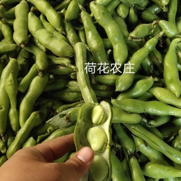 大白蚕豆，个大，饱满，十公分以上，现采现摘