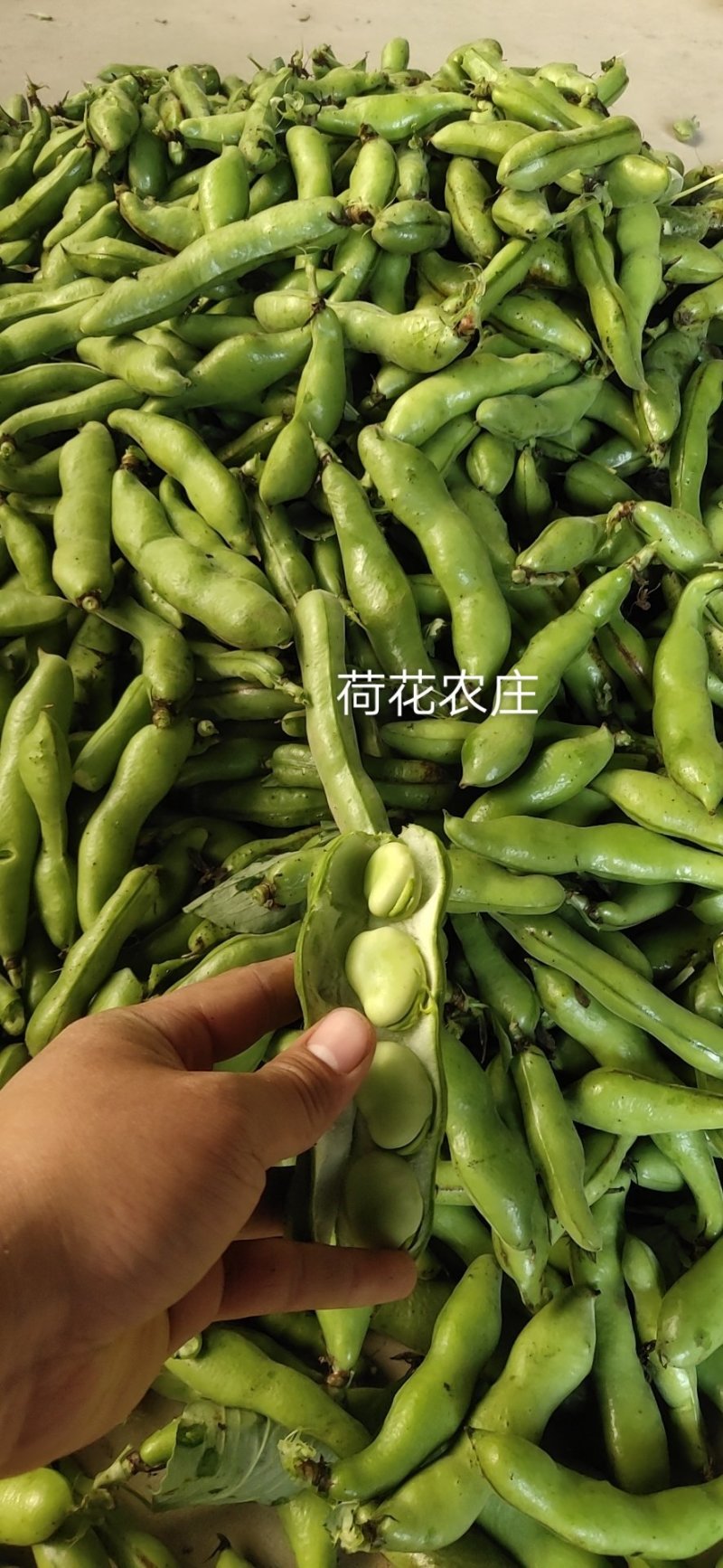 大白蚕豆，个大，饱满，十公分以上，现采现摘