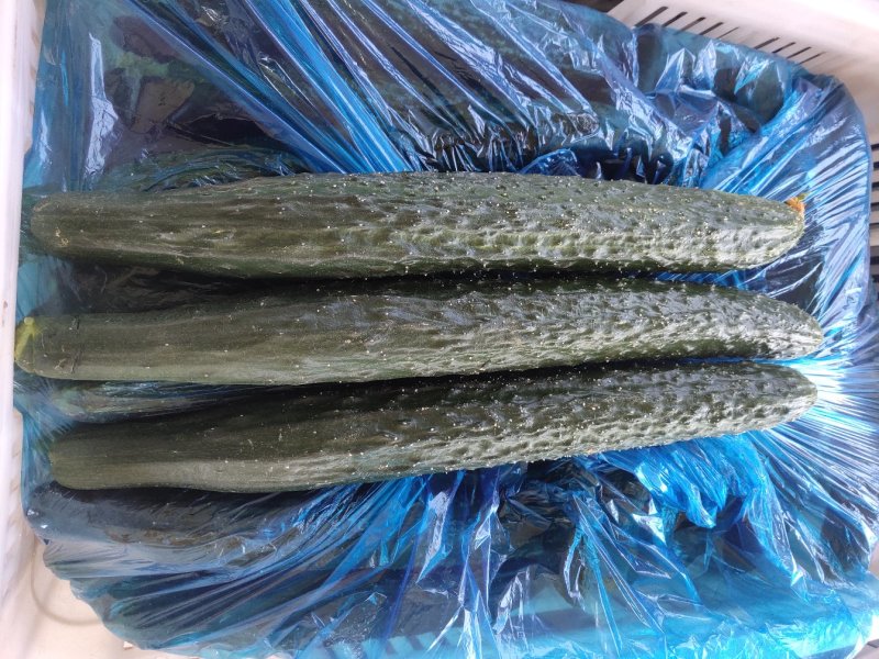 河南高兴果蔬代办中心，嫁接黑条油亮型密刺黄瓜，干花带刺，