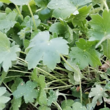 大花飞燕草