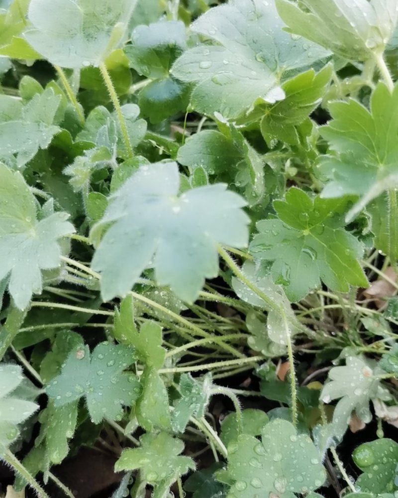 大花飞燕草