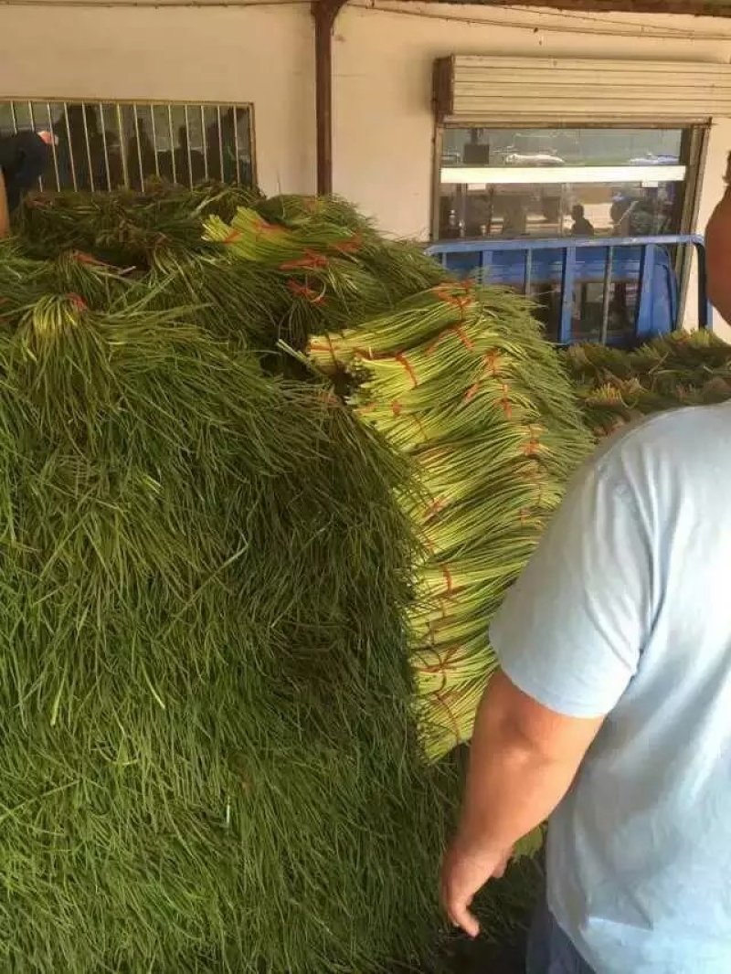 山东金乡红帽蒜苔万吨冷库，提供各种规格包装