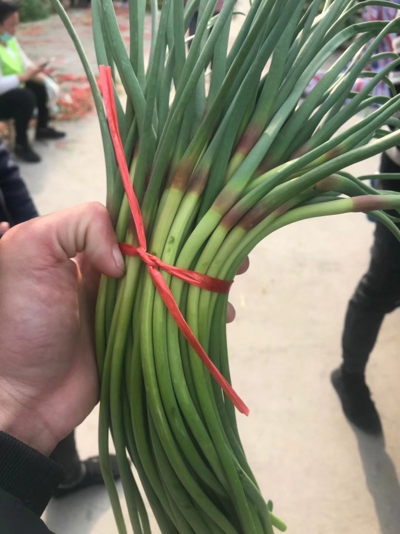 山东金乡红帽蒜苔万吨冷库，提供各种规格包装