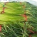 山东金乡红帽蒜苔万吨冷库，提供各种规格包装