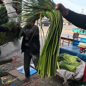 山东金乡红帽蒜苔万吨冷库，提供各种规格包装