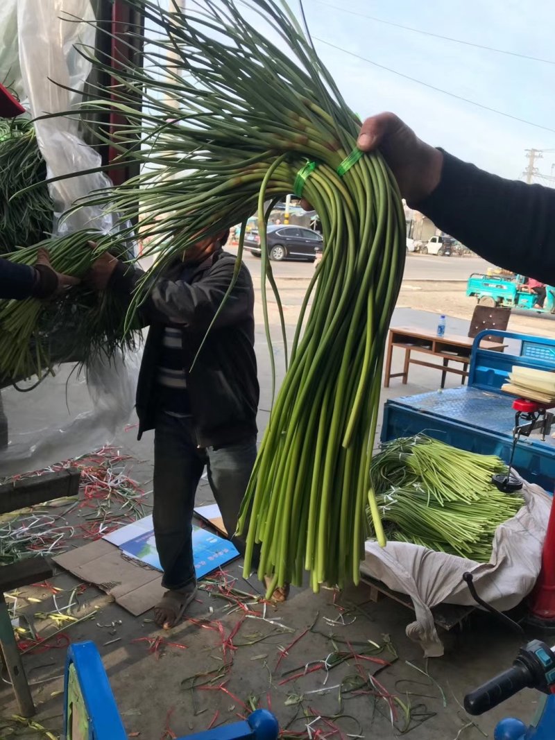 山东金乡红帽蒜苔万吨冷库，提供各种规格包装