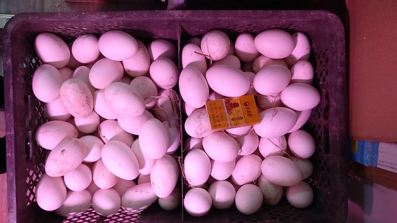 纯笨鸡蛋保证质量，沈阳同城有货，量大送货上门