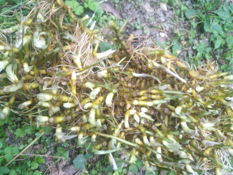 药材