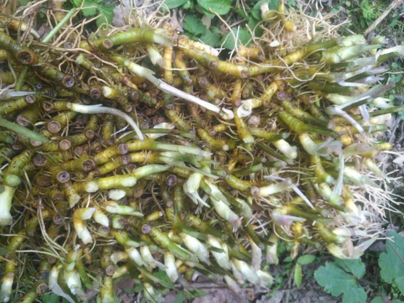 药材