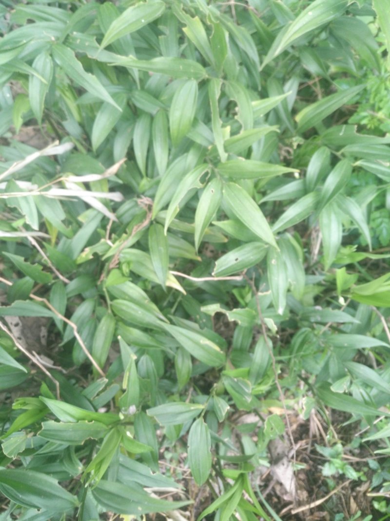 药材
