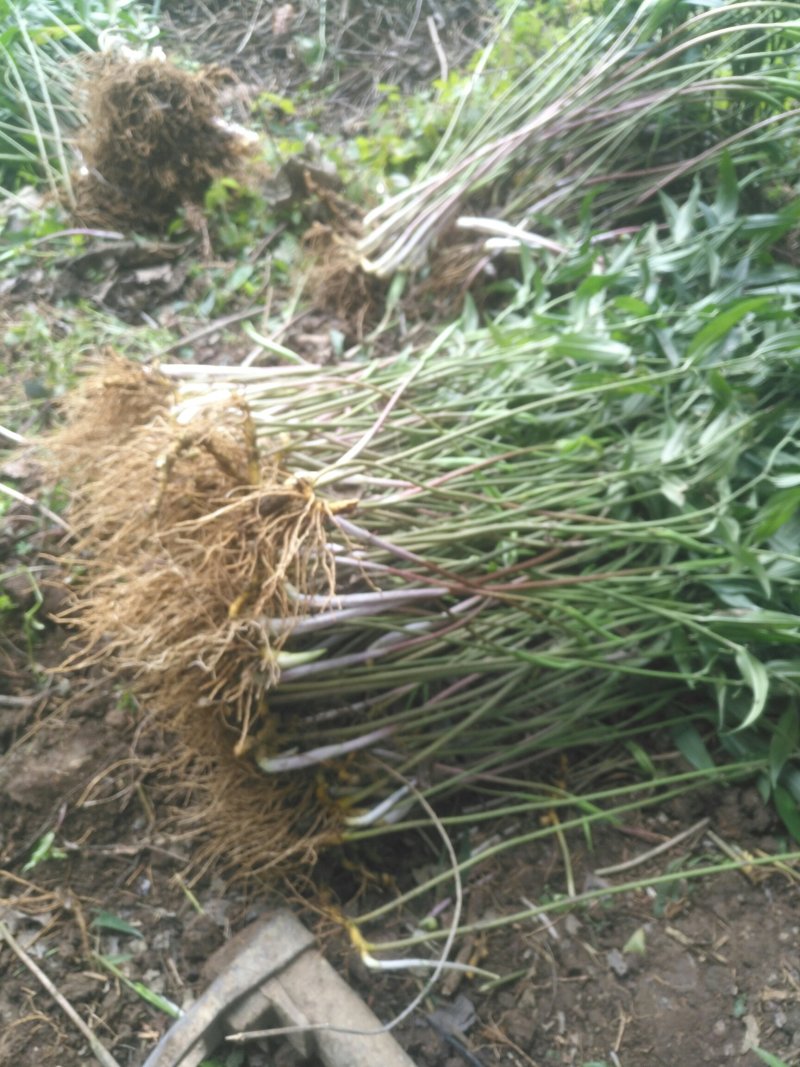 药材