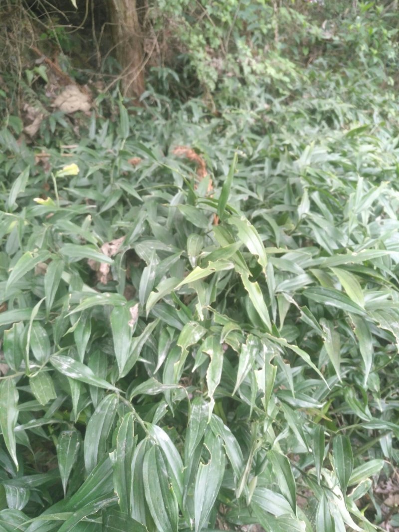 药材