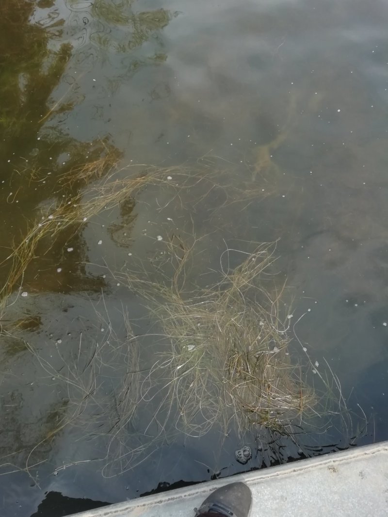 水生植物各种水草：麦黄草，狐尾藻金鱼藻