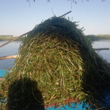 水生植物各种水草：麦黄草，狐尾藻金鱼藻