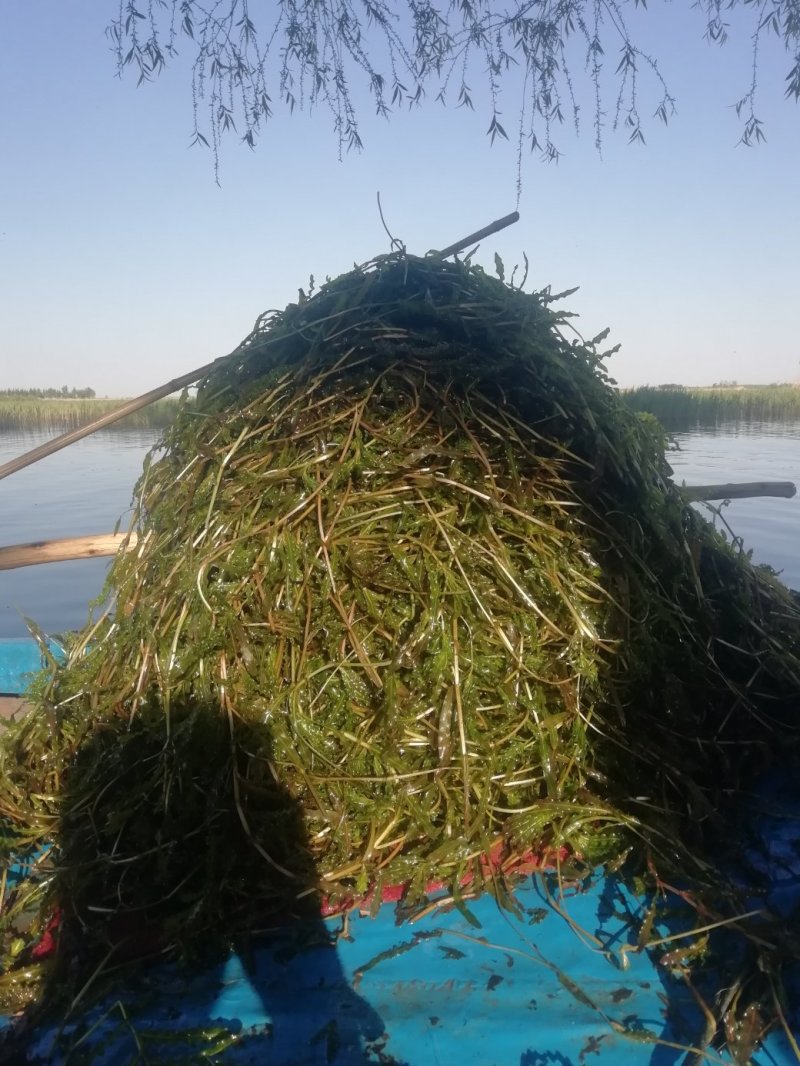 水生植物各种水草：麦黄草，狐尾藻金鱼藻