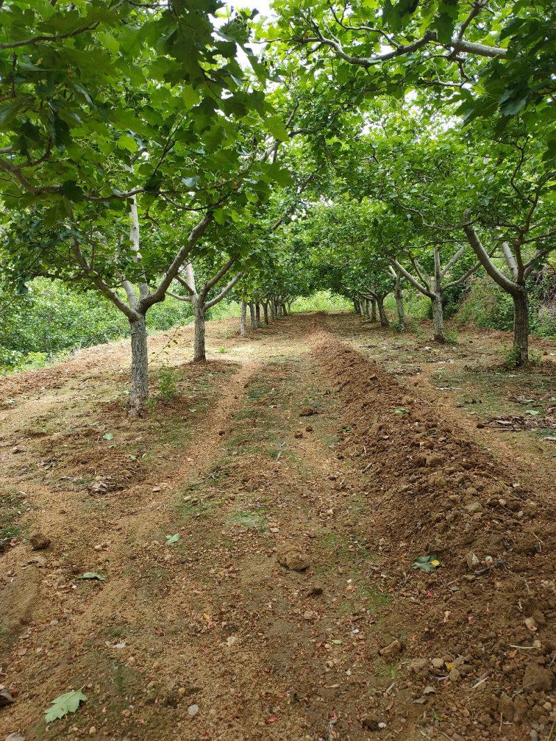 基地出售大规格山楂树地径10-20公分山楂树