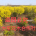 金叶榆榆树金叶榆球基地直销提供发票
