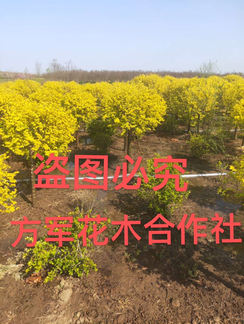 金叶榆榆树金叶榆球基地直销提供发票