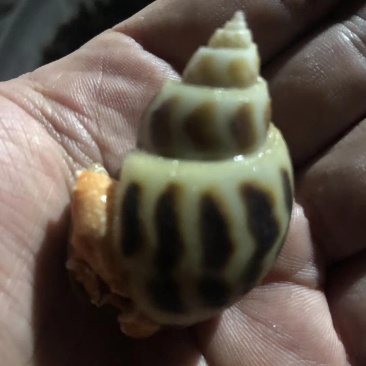 海南东风螺批发，专业代发