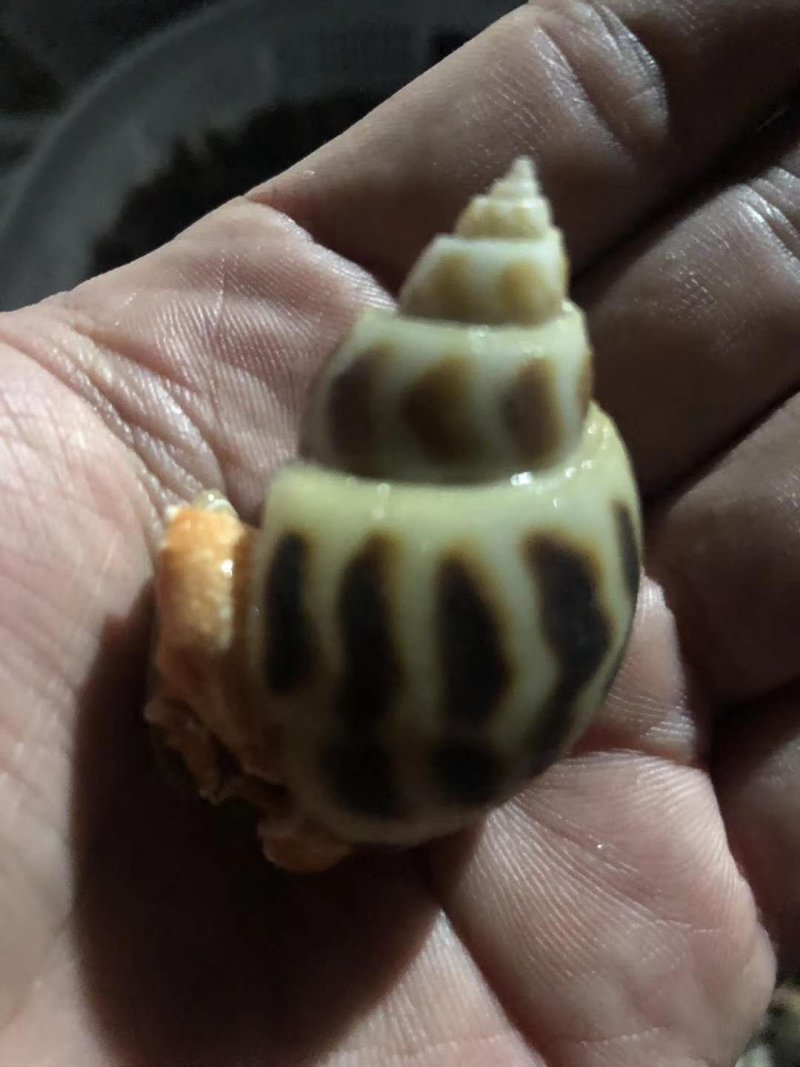 海南东风螺批发，专业代发