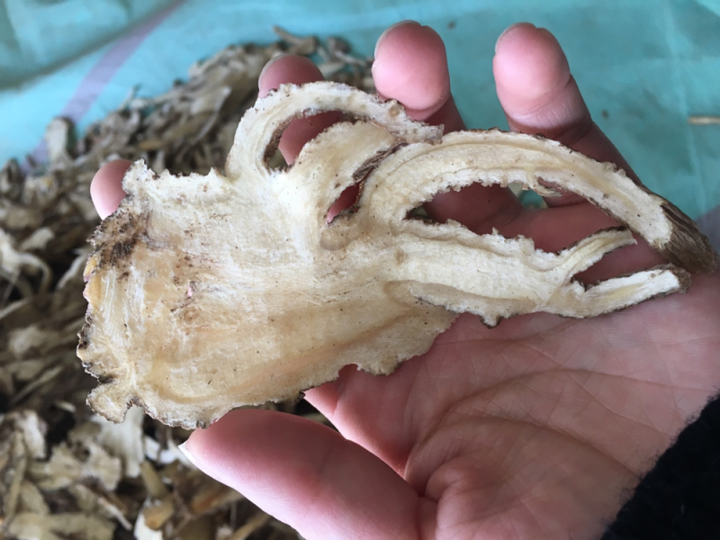 【原产地直销】甘肃岷县精品无硫当归切片品质保质保量