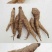 药材