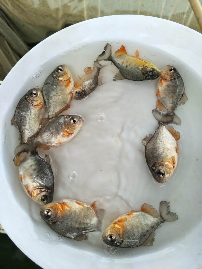 仓鱼苗，红鲳鱼，淡水仓鱼苗，快大耐氧提供养殖技术支持