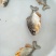 仓鱼苗，红鲳鱼，淡水仓鱼苗，快大耐氧提供养殖技术支持