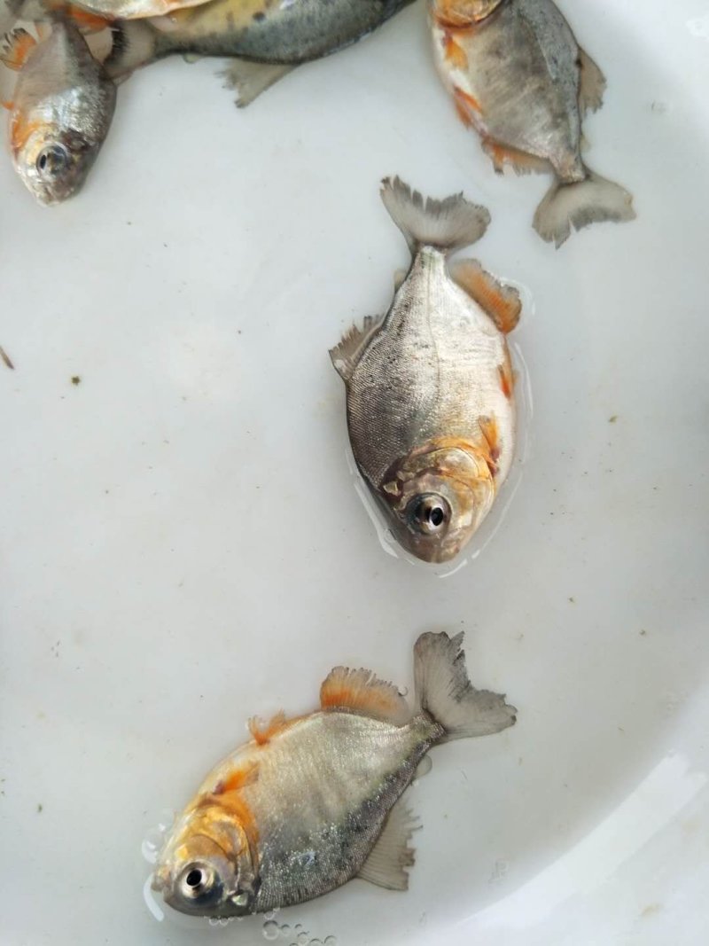 仓鱼苗，红鲳鱼，淡水仓鱼苗，快大耐氧提供养殖技术支持