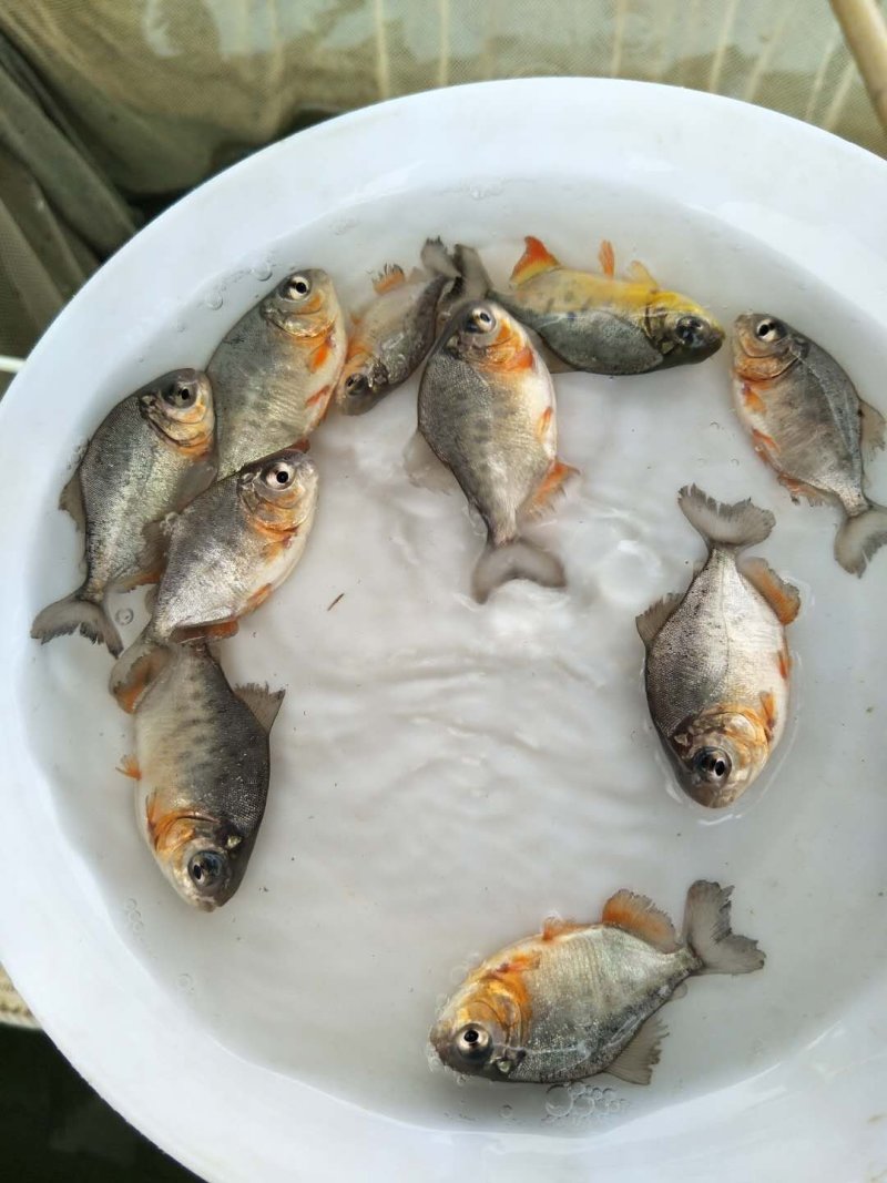 仓鱼苗，红鲳鱼，淡水仓鱼苗，快大耐氧提供养殖技术支持