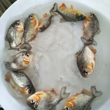 仓鱼苗，红鲳鱼，淡水仓鱼苗，快大耐氧提供养殖技术支持