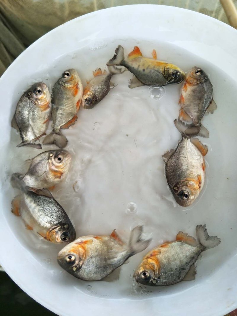 仓鱼苗，红鲳鱼，淡水仓鱼苗，快大耐氧提供养殖技术支持