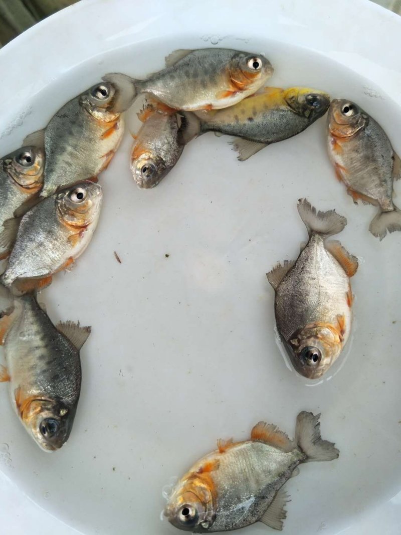 仓鱼苗，红鲳鱼，淡水仓鱼苗，快大耐氧提供养殖技术支持
