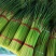 蒜苔精品蒜苔基地直供量大从优价格随行