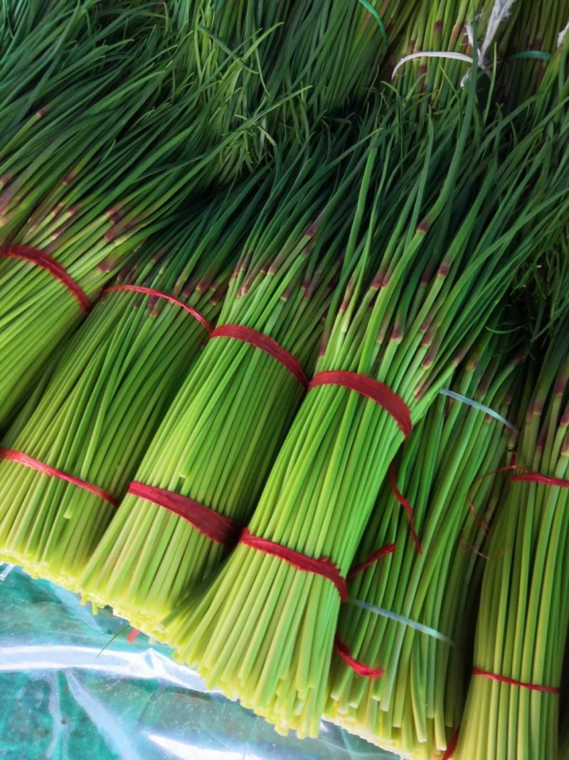 蒜苔精品蒜苔基地直供量大从优价格随行