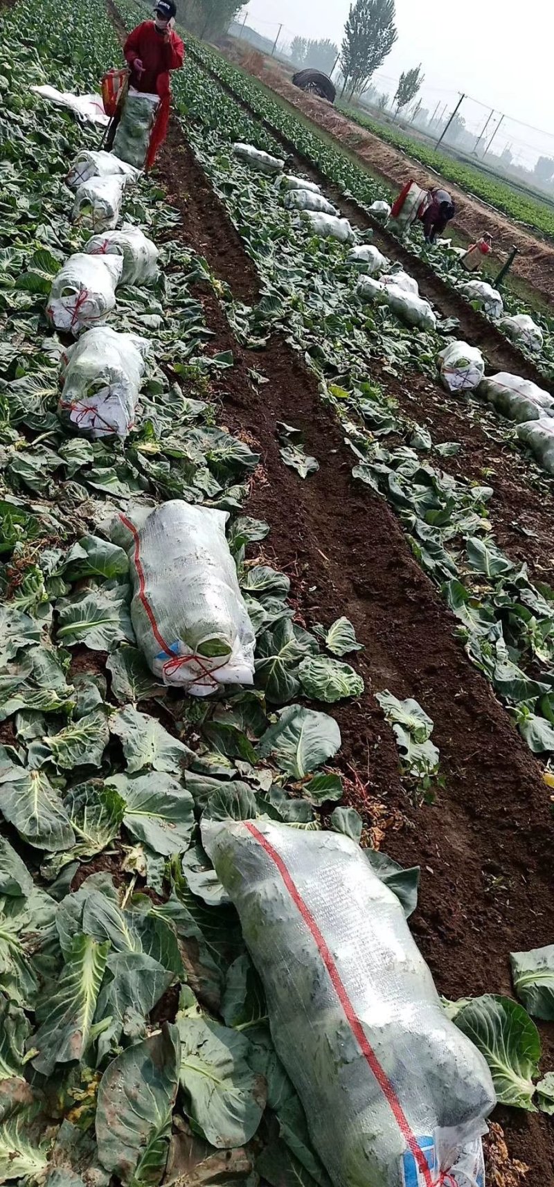 精品甘蓝中单11.21产地直销一手货源2—3斤