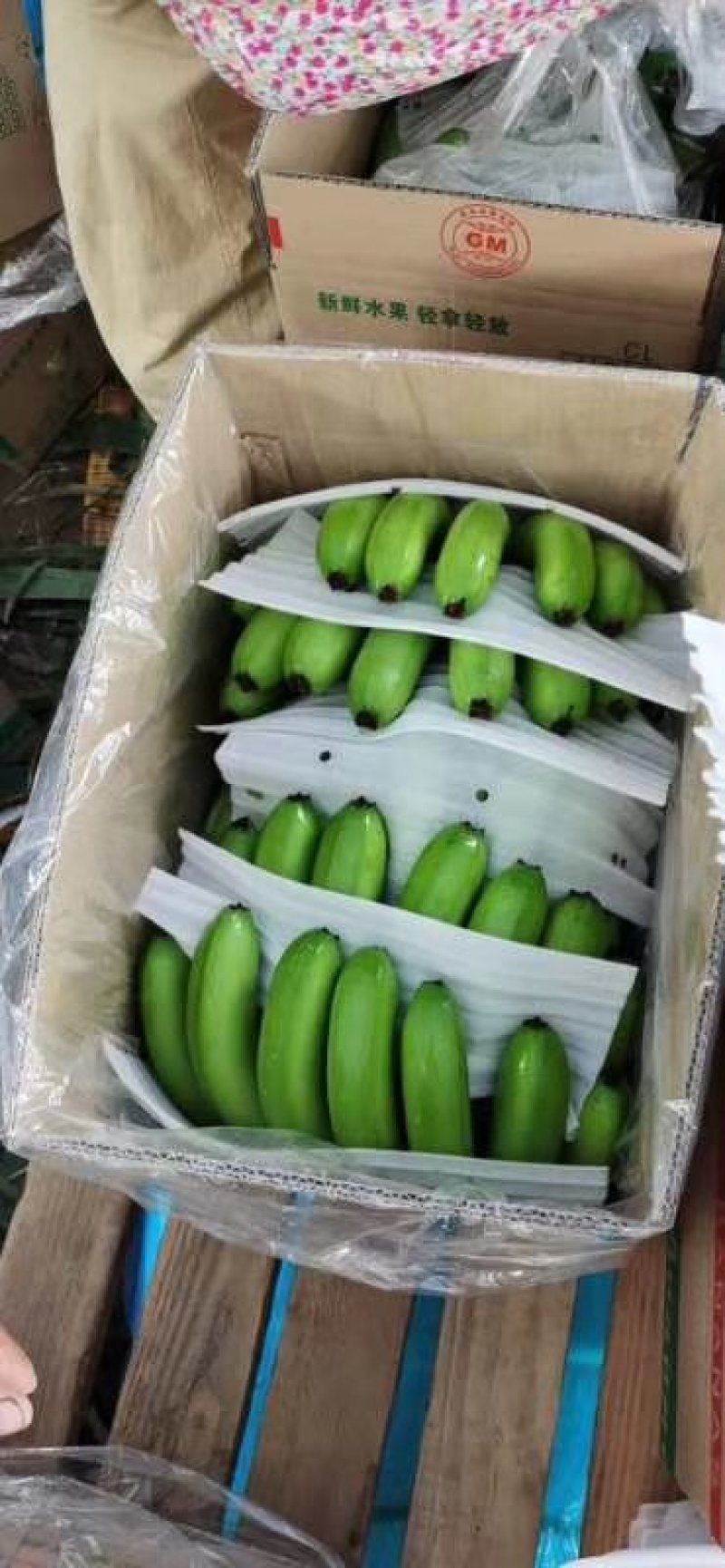 广东海南徐闻香蕉大量上市巴蕉香蕉春蕉大量上市