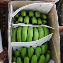 广东海南徐闻香蕉大量上市巴蕉香蕉春蕉大量上市