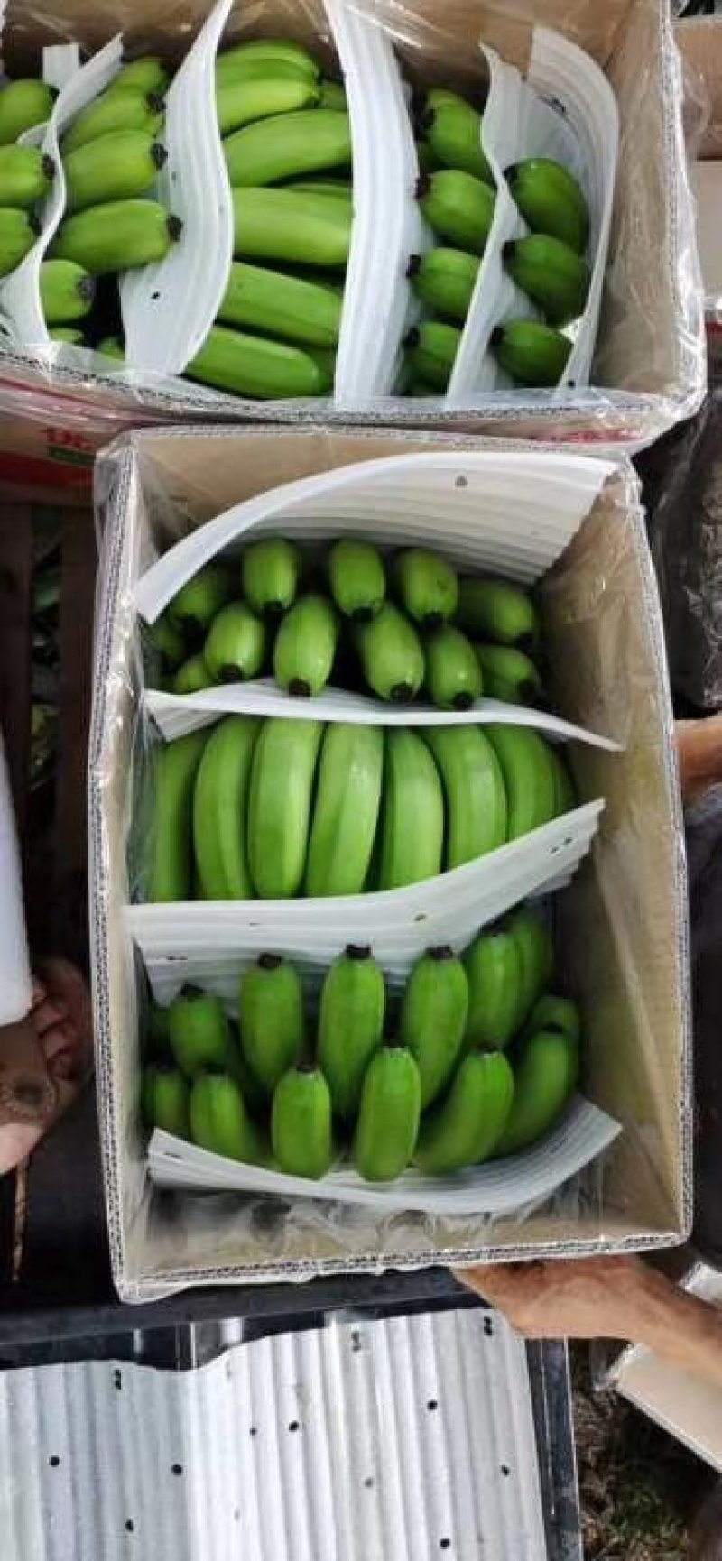 广东海南徐闻香蕉大量上市巴蕉香蕉春蕉大量上市