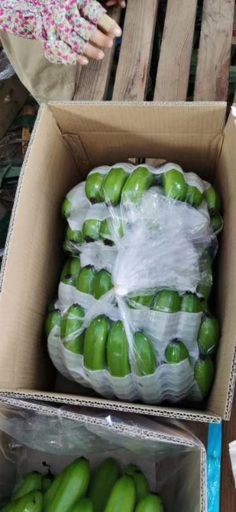 广东海南徐闻香蕉大量上市巴蕉香蕉春蕉大量上市