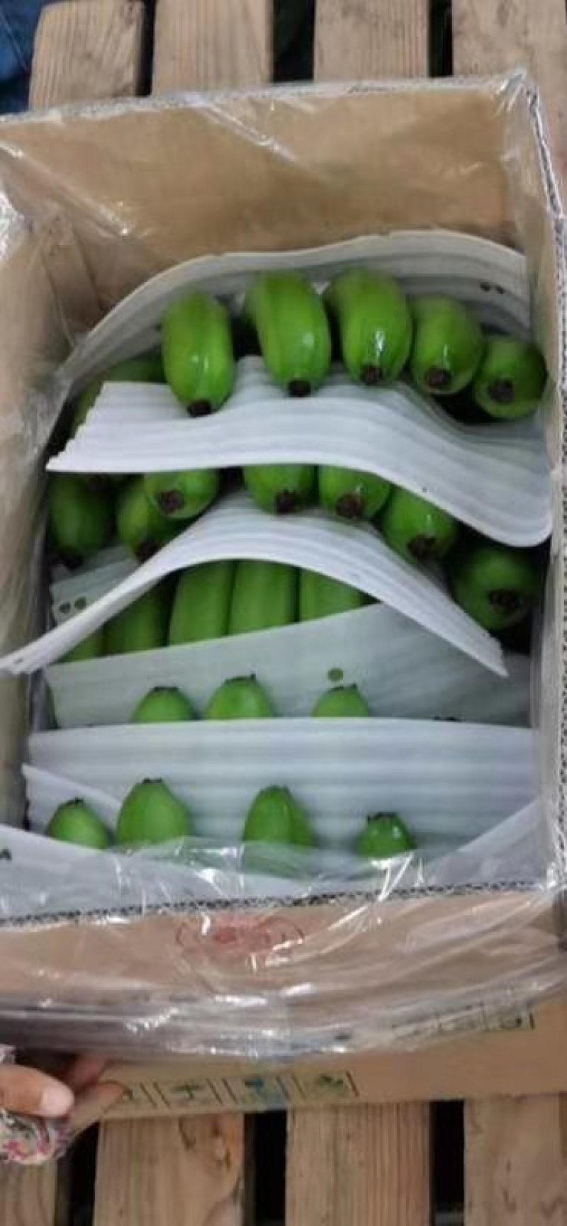 广东海南徐闻香蕉大量上市巴蕉香蕉春蕉大量上市