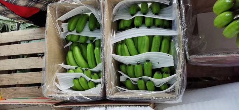 广东海南徐闻香蕉大量上市巴蕉香蕉春蕉大量上市