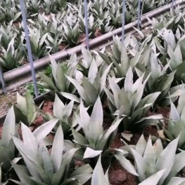 白玉虎皮兰