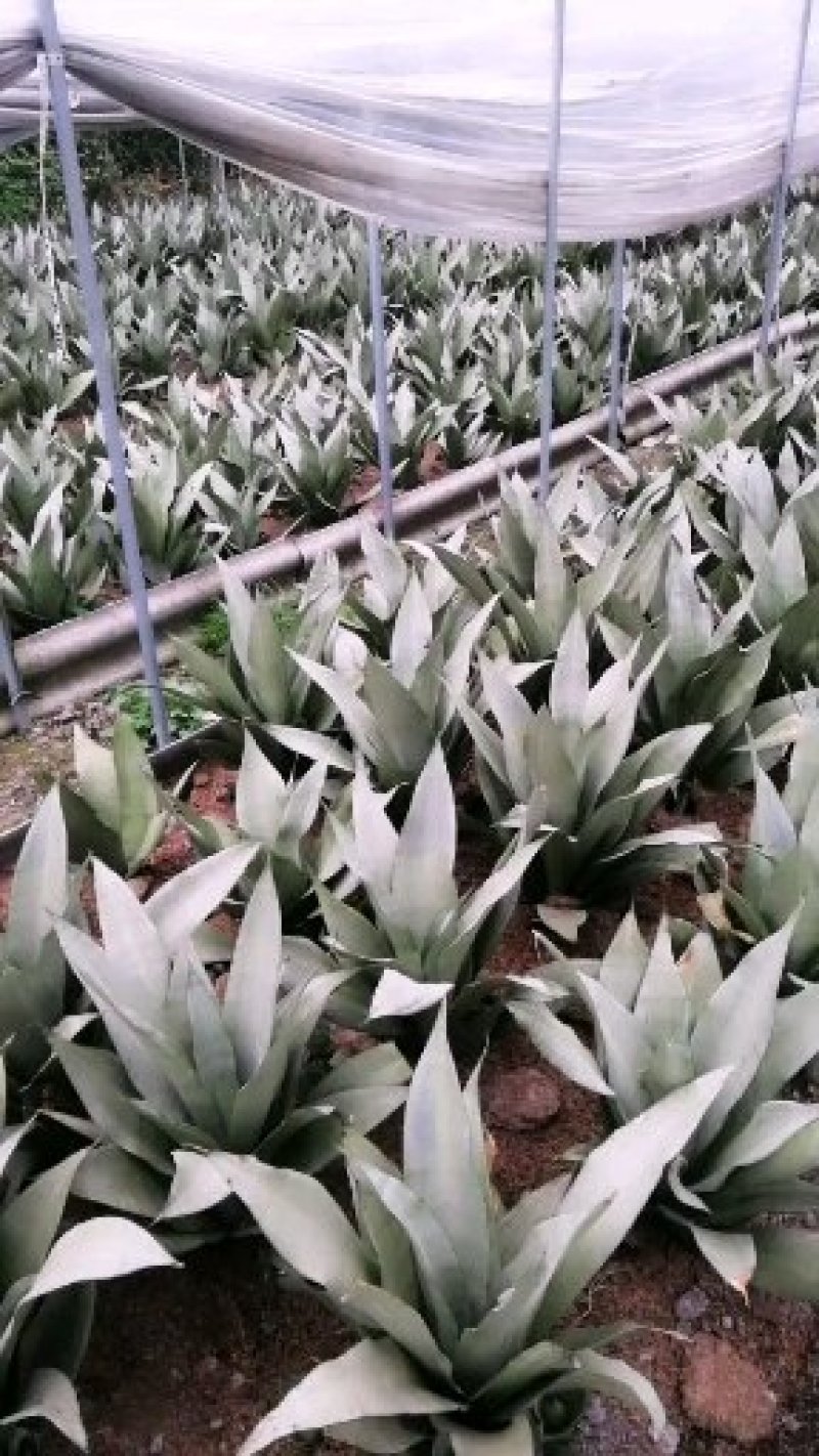 白玉虎皮兰